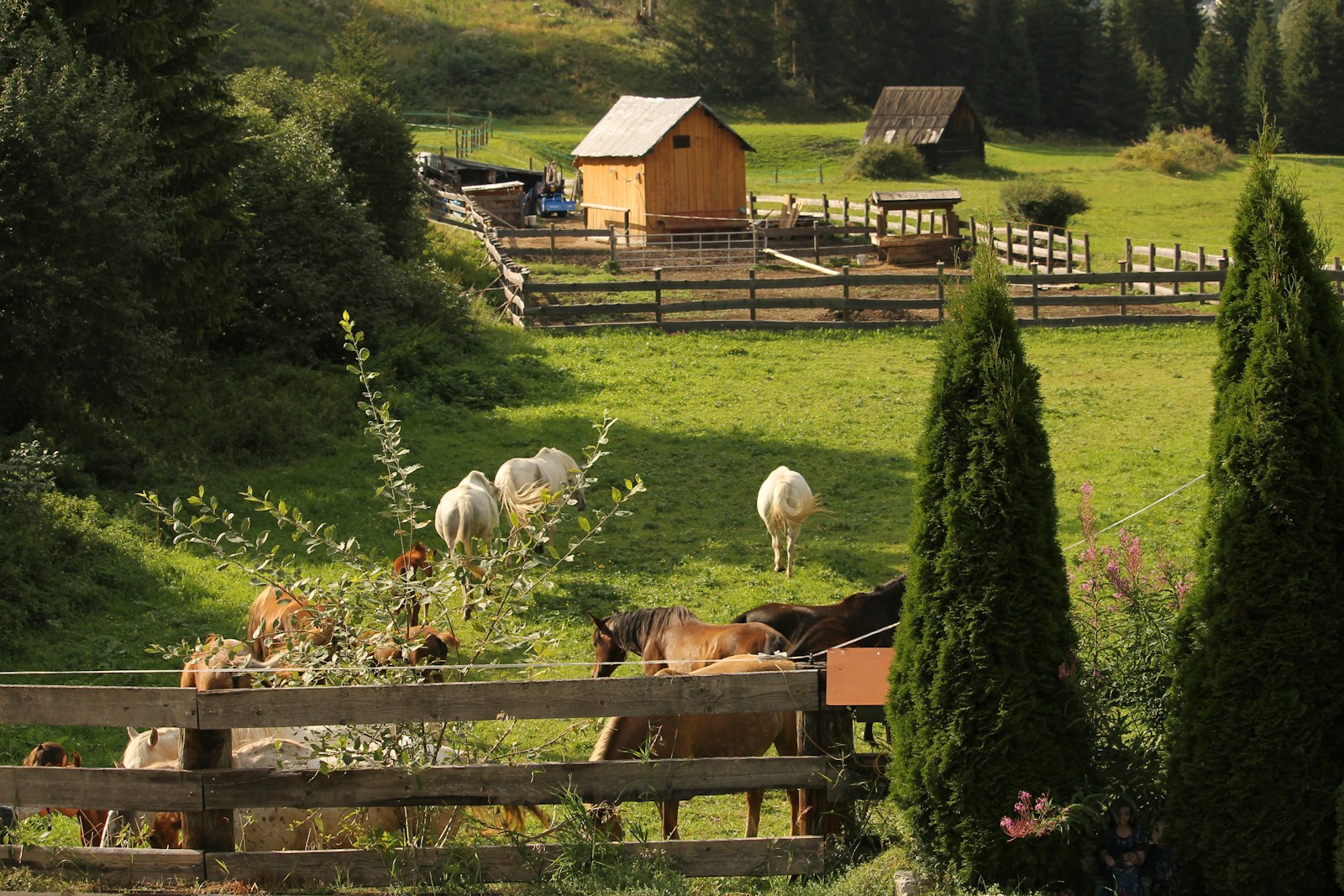 A herd of cattle grazing on top of a lush green field
